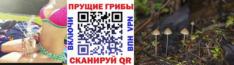 Галлюциногенные грибы прущие грибы  наркошоп  Вольск 